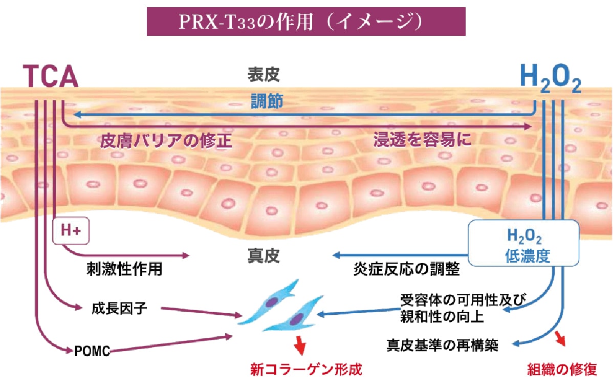 PRX-T33の作用(イメージ)